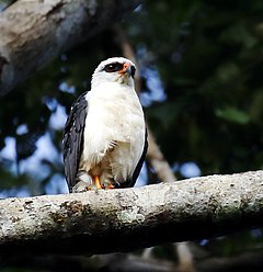 Description de l'image Leucopternis melanops - Black-faced hawk.jpg.