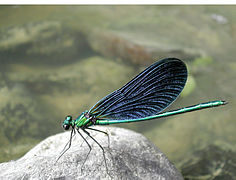 Calopteryx virgo (Calopterygidae)