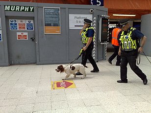 British Transport Police officers with a Springer Spaniel sniffer dog at Waterloo station