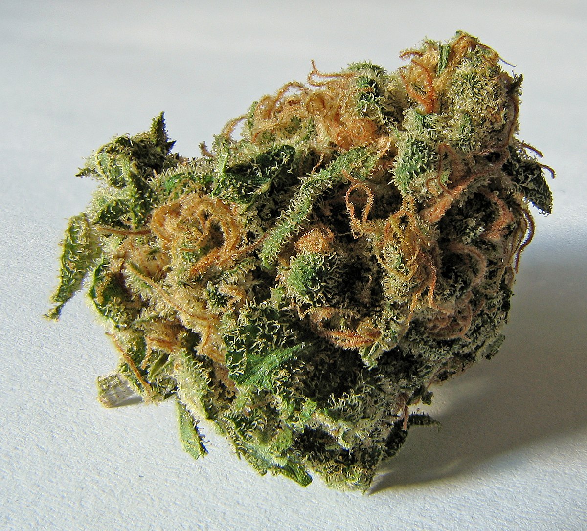 1200px-Macro_cannabis_bud.jpg