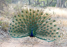 Male Peacock in courtship display at Ranthambhore Tiger Reserve.jpg