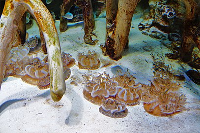 Mangrove swamp jellyfish