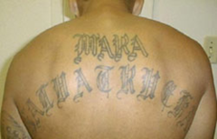 En gängmedlem med gängets namn tatuerat på ryggen