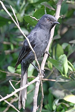 Norda nigra muŝkaptulo en Gambio