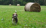 The Beagle has been used for rabbit-hunting since the earliest development of the breed.