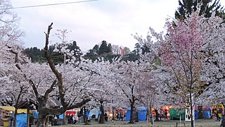 Muramatsu bogʻidagi sakura