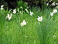 Narcissus × medioluteus and Narcissus poeticus
