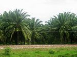 Palmplantage i Magdalena. Colombia är en av världens fem bästa palmolja producenter.