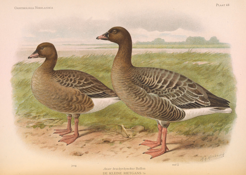 Anser brachyrhynchus Baillon, DE KLEINE RIETGANS