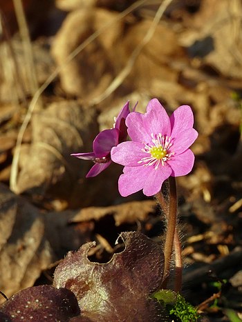 Hepatica nobilis. Purple form. Français : Form...