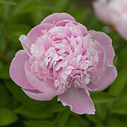 Paeonia lactiflora 'La Perle’