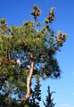 Kalabrische Kiefer (Pinus brutia)