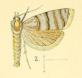 Cnephasia tigrina