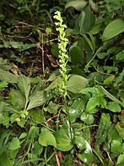 基本種より茎が高く、花数も多い。 福島県会津地方 2019年7月下旬