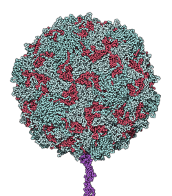 Poliovirus binding receptor 1DGI.png