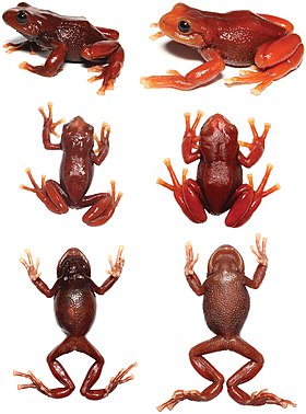 Visão lateral, dorsal e ventral de um macho (esquerda) e uma fêmea (direita).