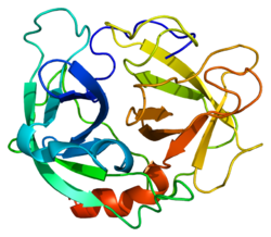 Protein ELA2 PDB 1b0f.png