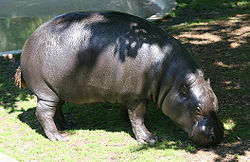 cyprus dwarf hippopotamus