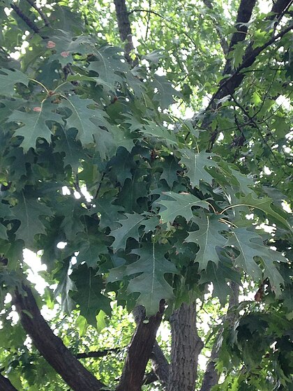 A White Oak