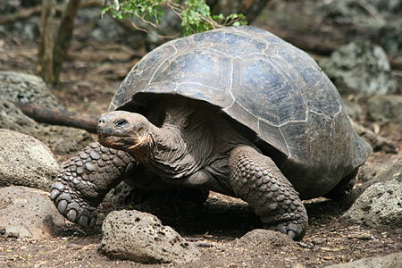 Galapaga testudo