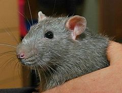 Closeup of the face of an agouti Russian blue rat Rat agouti russian blue.jpg
