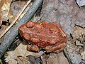 A young American toad