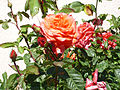 Rosa 'F95040' Viveros F. Ferrer 2002.