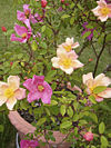 Роза китайская Mutabilis.jpg