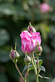 Capullo de la Rosa 'Mary Rose'.