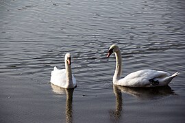 Schwanenpaar im März