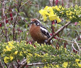 Roodstaartzaagvink