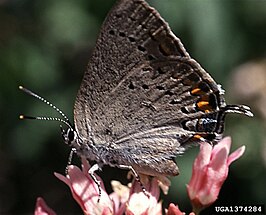 Satyrium californicum