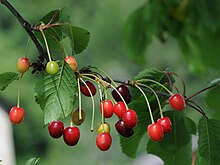 Quelques fruits de couleur verte à rouge, attachés par grappes (avec des pédicelles verts de 4 cm environ) aux pédoncules (bruns, de 1 cm environ), eux-mêmes attachés à une fine branche.