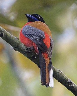 Roodrugtrogon