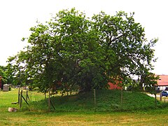 Maulbeerbaum in Schermen