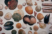 A collection of assorted seashells spread across a white background.
