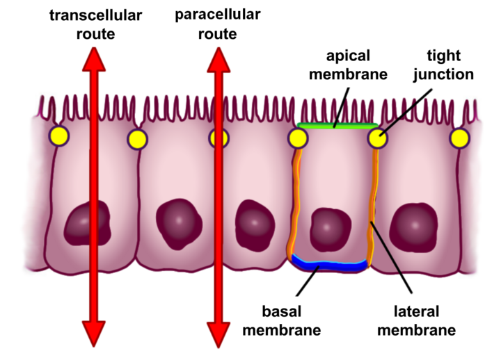 Scheme of selective permeability routes of epithelial cells (red arrows). The transcellular (through the cells) and paracellular (between the cells) routes control the passage of substances between the intestinal lumen and blood.