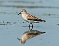 Image 14Semipalmated sandpiper at Jamaica Bay Wildlife Refuge