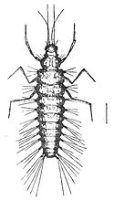 Larva of Sisyra sp., Sisyridae SisyridaeLarva.jpg