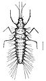 Личинка Sisyra sp.