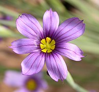 Detalhe da flor de Sisyrinchium bellum, espécie em que ambos os ciclos de tépalas são similares.