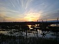 Image 19The Sitniki peat bog in Russia recultivated after industrial use (from Bog)