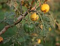 Solanum umtuma