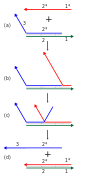 A DNA strand displacement reaction