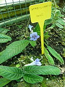 Streptocarpus rexii.