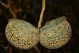 Warty, symmetrical fruit