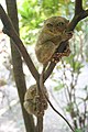 Philippine tarsier