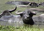 Water buffalo.jpg