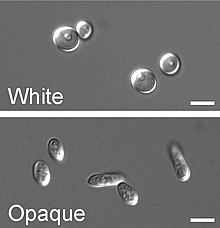 Round, white-phase and elongated, opaque-phase Candida albicans cells: the scale bar is 5 mm Whiteopaquecandida.jpg