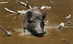 Un jabalí, ancestro del cerdo doméstico